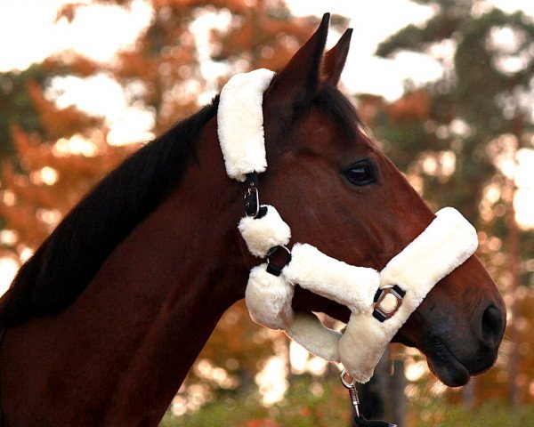 jumper C'est Loma (KWPN (Royal Dutch Sporthorse), 2007, from Samorano)