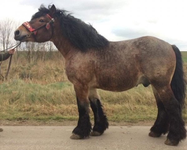 Stallone da monta Skat 5411 (Cavallo da tiro renano-tedesco, 2001, di Semper)