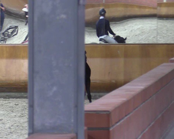 Hannoveraner Stutenleistungsprüfung 2025 in Wickrath