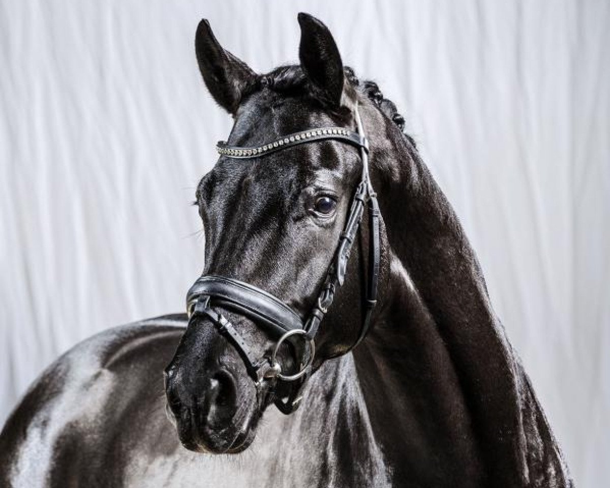 Deckhengst Moses (Westfale, 2012, von E.H. Millennium)