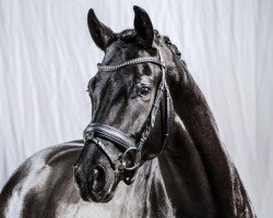 stallion Moses (Westphalian, 2012, from E.H. Millennium)