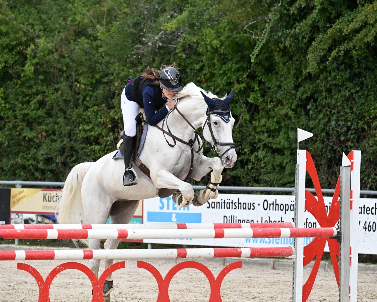 Cavallo da salto Carthango 4 (Holstein, 2012, di Cardino)