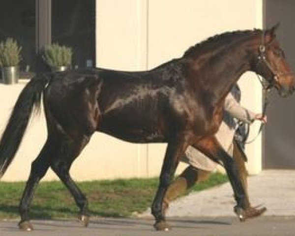Stallion Elkintot (Selle Français, 1992, from Le Tot de Semilly)