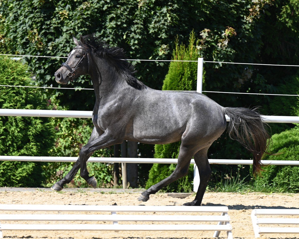 Dream de Noblesse: Cheval, Pedigree, Résultats