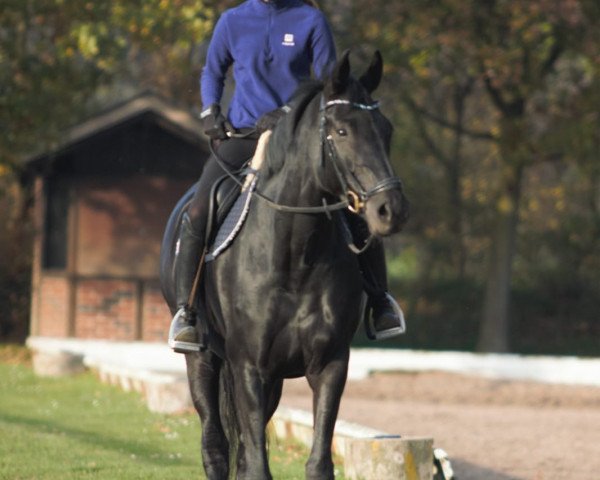 broodmare Sinfonie WL (Oldenburg, 2013, from Surprice)