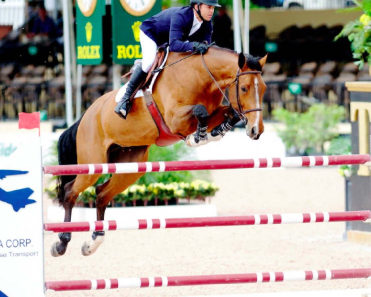 broodmare Waomi (KWPN (Royal Dutch Sporthorse), 2003, from Pythagoras)