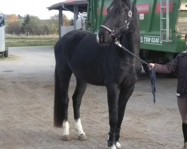 Springpferd Victor maximus K (Hannoveraner, 2017, von Viscount 22)