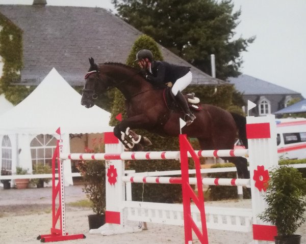 jumper Amparis (Hanoverian, 2008, from Amani)