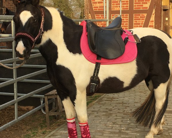 Pferd Valentina (Lewitzer, 2012, von Loverboy)