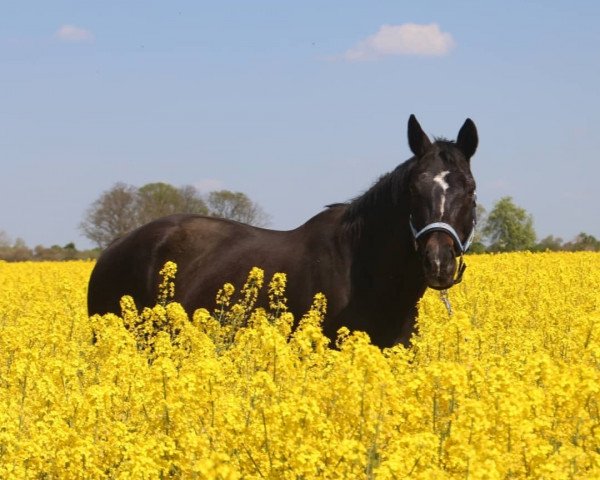 broodmare Ottima Hydra (Oldenburg, 2001, from Harvard)
