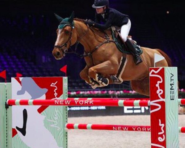 jumper Quenndal de Lojou HDC (Selle Français, 2004, from Le Tot de Semilly)