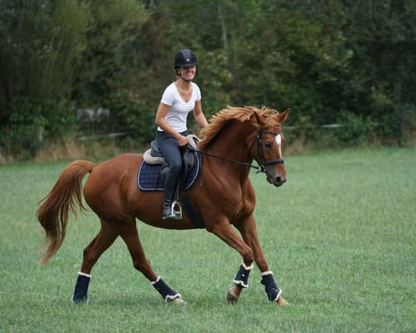 Pferd Laukischken (Trakehner, 2015, von Icare d'Olympe AA)