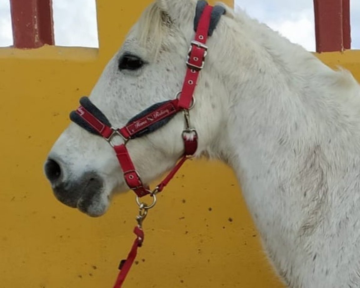 Pferd Mona (Andalusier,  )