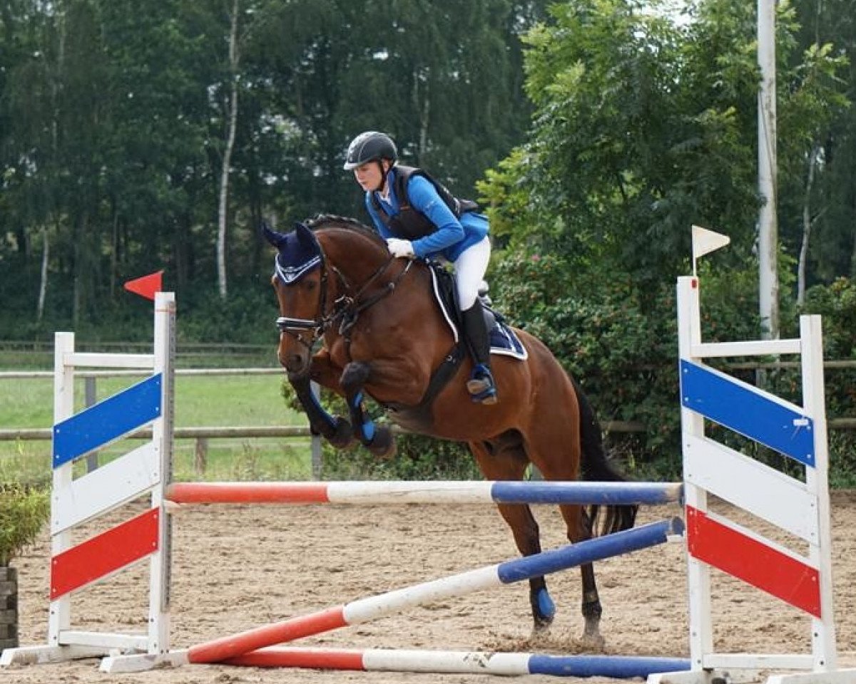 jumper Jolan 5 (KWPN (Royal Dutch Sporthorse), 2011)