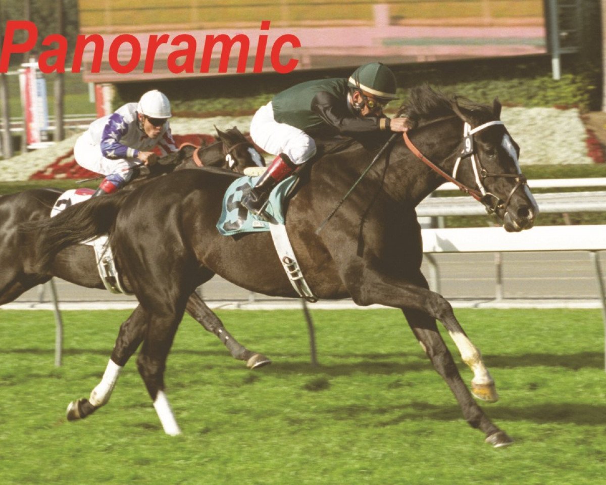 stallion Panoramic xx (Thoroughbred, 2000, from Theatrical xx)