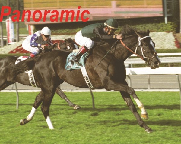 stallion Panoramic xx (Thoroughbred, 2000, from Theatrical xx)