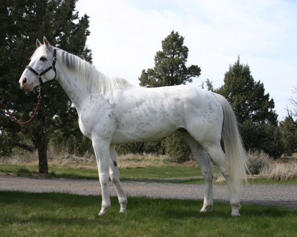 Deckhengst Allamystique xx (Englisches Vollblut, 2001, von Airdrie Apache xx)