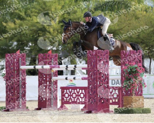 Jumper Qoeketine van T&l (Belgian Warmblood, 2016, from Corydon van T&L)