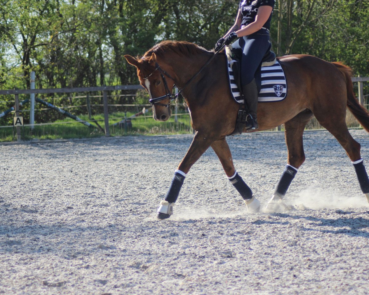 broodmare Bella Mia 24 (Hanoverian, 2013, from Beltano)