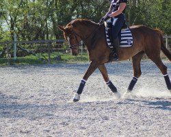 broodmare Bella Mia 24 (Hanoverian, 2013, from Beltano)