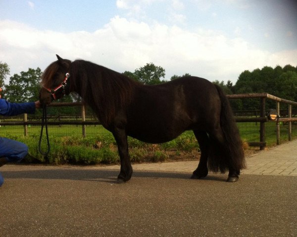 broodmare Dalsgårds Rainbow 1581 SH (Shetland Pony, 2011, from Uron van de Römer 371 SH)