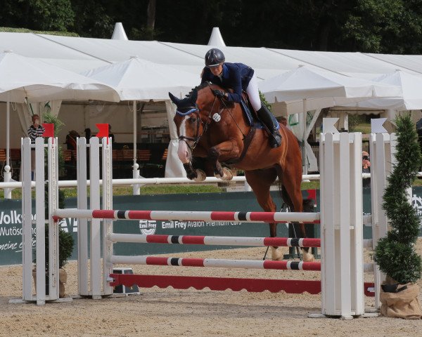 jumper Carlo Vc (Oldenburg show jumper, 2015, from Cannavaru) jumper Carlo Vc (Oldenburg show jumper, 2015, from Cannavaru)