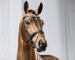 Deckhengst Antango du Feuillard (KWPN (Niederländisches Warmblut), 2009, von Ampère)