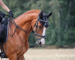 Dressurpferd Beach Boy Sj (Oldenburger, 2014, von Balous Crack)