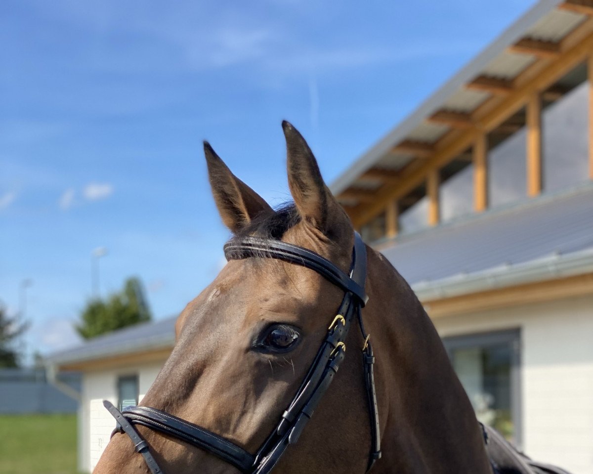 Springpferd Jaeger-P-Fbh (KWPN (Niederländisches Warmblut), 2014, von Chin Chin)