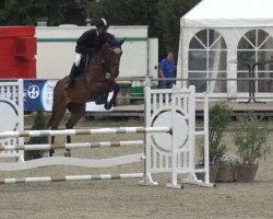 broodmare Fresia d'Altenbach (Selle Français, 2015, from Diamant de Semilly)
