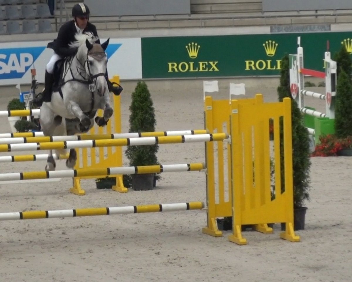 Skokan Griffith 2 (KWPN (Nizozemský teplokrevník), 2011, od Vingino)