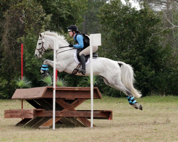eventing horse Van Göttsching (German Warmblood, 2006, from Vivus)