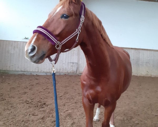 horse Lelayla (Hanoverian, 2017, from Light my Fire)