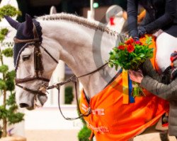 broodmare Louisiana Z (Zangersheide riding horse, 2008, from Lord Z)