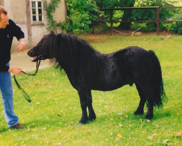 Deckhengst Giegant v. Geldersoord (Shetland Pony, 1992, von Newton van Dorpzicht) Deckhengst Giegant v. Geldersoord (Shetland Pony, 1992, von Newton van Dorpzicht)