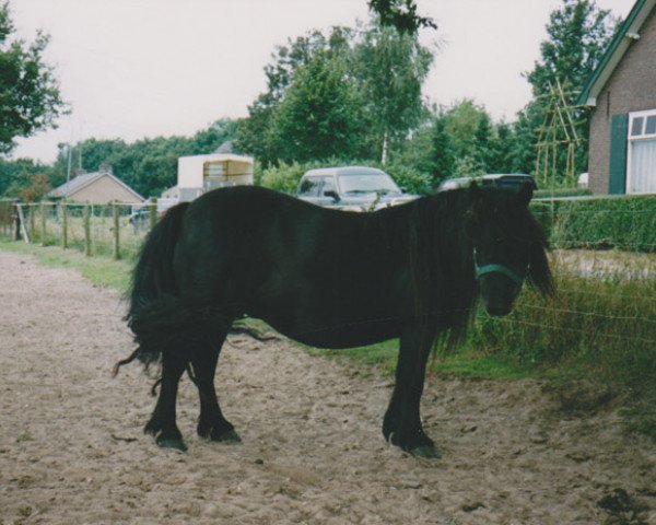 broodmare Tessa van de Amstelhof (Shetland Pony, 1982, from Newton van Dorpzicht)
