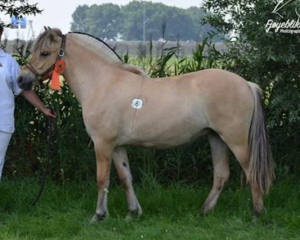 horse Ølvy (Fjord Horse, 2018, from Gio)