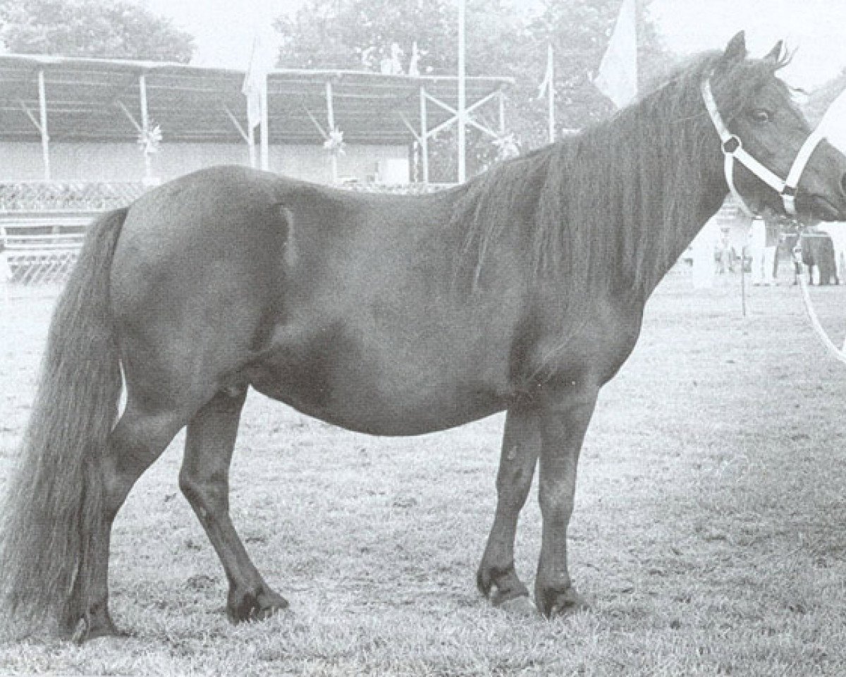 broodmare Orchidee van Spuitjesdom (Shetland Pony, 1978, from Rosengo of Transy)