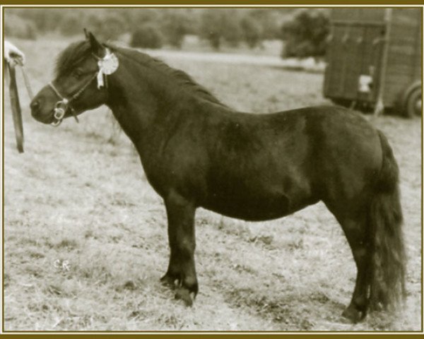 broodmare Rose Petal of Marshwood (Shetland pony (under 87 cm), 1949, from Sophimore of Transy)