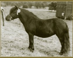 Zuchtstute Rose Petal of Marshwood (Shetland Pony (unter 87 cm), 1949, von Sophimore of Transy)