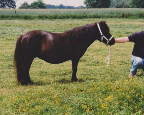 Zuchtstute Bluebell van Bunswaard (Shetland Pony, 1987, von Kenneth van Bunswaard)