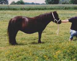 broodmare Bluebell van Bunswaard (Shetland Pony, 1987, from Kenneth van Bunswaard)