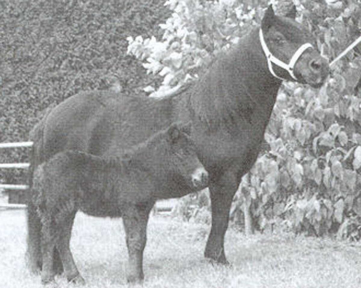 Zuchtstute Paeony of Marshwood (Shetland Pony, 1980, von Ransom of Marshwood)