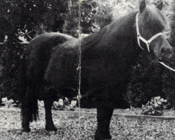 broodmare Kibble of Marshwood (Shetland Pony, 1972, from Baron of Marshwood)