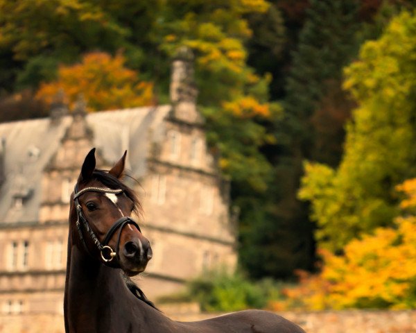 horse Darling's Dream 5 (German Riding Pony, 2017, from D-Day AT)