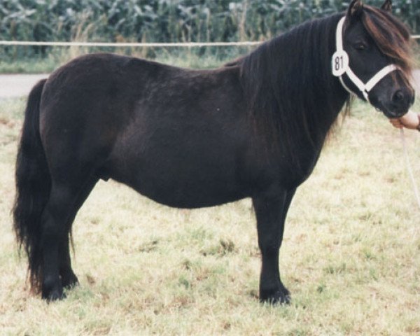 broodmare Fantasy v. Bunswaard (Shetland Pony, 1991, from Scotsman van Bunswaard) broodmare Fantasy v. Bunswaard (Shetland Pony, 1991, from Scotsman van Bunswaard)
