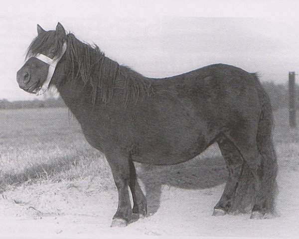 broodmare Jet of Marshwood (Shetland Pony, 1964, from Spook of Marshwood) broodmare Jet of Marshwood (Shetland Pony, 1964, from Spook of Marshwood)