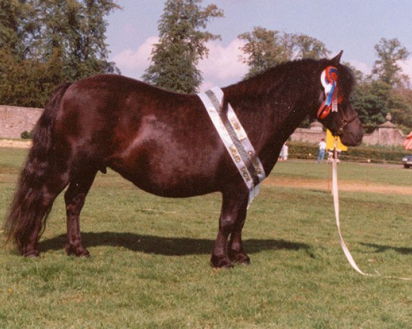 broodmare Knock Jessamine (Shetland Pony,  , from Rocket of Thanet)