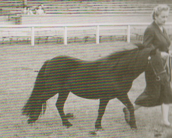 Zuchtstute Butterfly of Marshwood (Shetland Pony, 1956, von Supremacy of Marshwood) Zuchtstute Butterfly of Marshwood (Shetland Pony, 1956, von Supremacy of Marshwood)