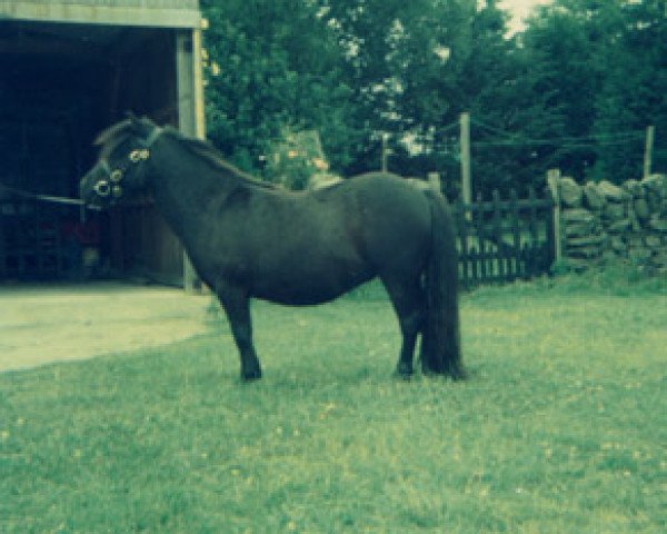 Zuchtstute Blaze of Marshwood (Shetland Pony, 1973, von Fireball of Marshwood)